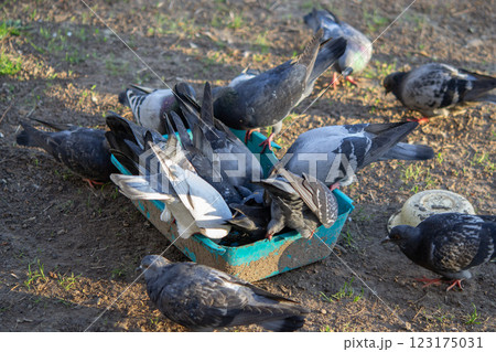Bird feeding. Flock of pigeons eating food from bowl on sunny morning. Many pigeon birds pecking food from plate. bodies, wings, feathers, tails of many pigeon birds. Breeding birds pigeons. feathered Bird feeding. Flock of pigeons eating food from bowl on sunny morning. Many pigeon birds pecking food from plate. bodies, wings, feathers, tails of many pigeon birds. Breeding birds pigeons. feathered 123175031