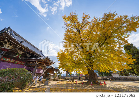 【第5番札所】地蔵寺　たらちね大銀杏【四国八十八箇所】 123175062