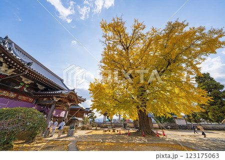 【第5番札所】地蔵寺 たらちね大銀杏【四国八十八箇所】 【第5番札所】地蔵寺 たらちね大銀杏【四国八十八箇所】 123175063