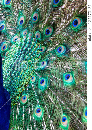 beautiful peacock in peacock feathers beautiful peacock in peacock feathers 123175121