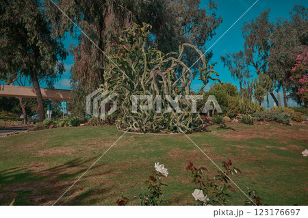 Inez Grant Parker Memorial Rose Garden in Balboa park San Diego, California, USA. This garden is one of the most popular wedding spots in the Park. 123176697