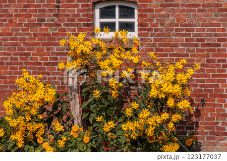 the german krummhoern at the north sea 123177037