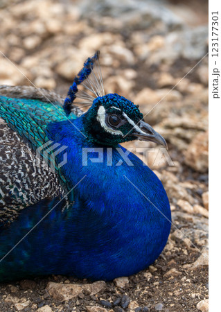 closeup photo of a peacock with beautiful blue clolors 123177301