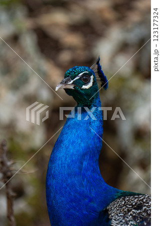closeup photo of a peacock with beautiful blue clolors 123177324