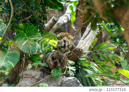 a leopard is sitting in a tree with a green background making a funny face 123177328