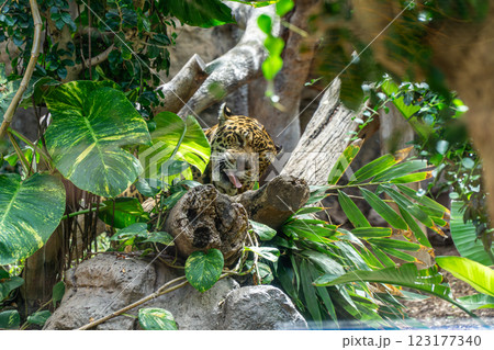 a leopard is sitting in a tree with a green background making a funny face a leopard is sitting in a tree with a green background making a funny face 123177340