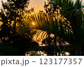Sunset in a tropical paradise with palm trees and ocean 123177357