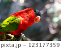 Purple-bellied Lory with Vibrant Red and Green colors looking happy. closeup photo 123177359