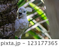 Playing peekaboo with a cute cockatoo hiding behind a tree 123177365