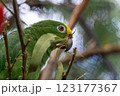 Close up of the yellow-headed-amazon parrot with a stick in its beak 123177367