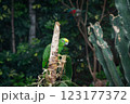 Close up of the yellow-headed-amazon parrot  123177372