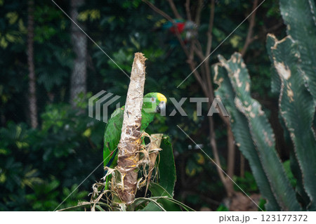 Close up of the yellow-headed-amazon parrot  123177372