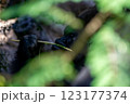 Gorilla hiding behind trees and eating on a stick 123177374