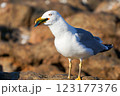 Seagull eating a colorful fish. Close up photo  123177376
