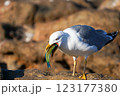 Seagull eating a colorful fish. Close up photo  123177380