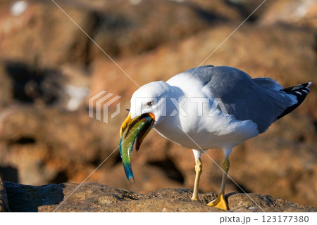 Seagull eating a colorful fish. Close up photo  123177380