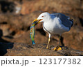 Seagull eating a colorful fish. Close up photo  123177382