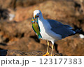Seagull eating a colorful fish. Close up photo  123177383