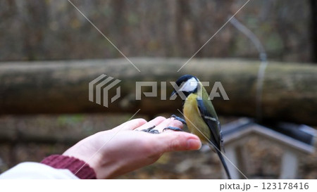 Woman feeding cute tit bird to sunflower seeds in forest. Small titmouse eating meal from arm of young girl outdoor. Beautiful tomtit pecking food from a female hand at autumn. Close up Slow motion Woman feeding cute tit bird to sunflower seeds in forest. Small titmouse eating meal from arm of young girl outdoor. Beautiful tomtit pecking food from a female hand at autumn. Close up Slow motion 123178416