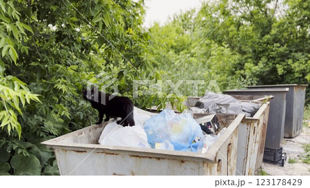 Black homeless cat standing in a dumpster at countryside. Stray kitten looking into camera from trash bin. Problem of protecting animals concept. Close up Black homeless cat standing in a dumpster at countryside. Stray kitten looking into camera from trash bin. Problem of protecting animals concept. Close up 123178429