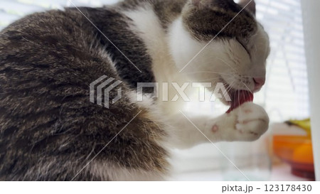 Beautiful domestic cat licking her paw by tongue and washing face indoor. Cute kitten grooming herself at home. Concept of adorable domestic animal 123178430