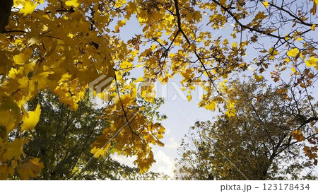 Golden maple leaves on tree branches gently swaying in the wind with sunlight at background. Lush autumn yellow foliage swinging on the breeze at forest. Beautiful colorful fall season. Close up 123178434