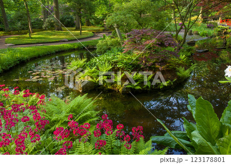 Beauty of nAture in Japanese garden in the Hague (primrose flowers) 123178801