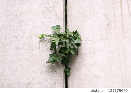 Close up of Ivy growing in a concrete slab - copy space 123179079