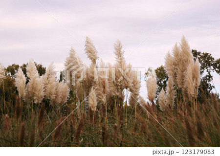 Close-up of reeds in autumn Donaupark, Vienna, Austria - selective focus 123179083