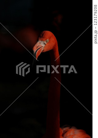 光を浴びたフラミンゴのポートレート 光を浴びたフラミンゴのポートレート 123179208