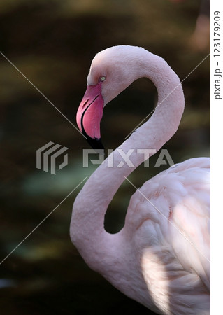 美しい曲線を描くフラミンゴの首 123179209