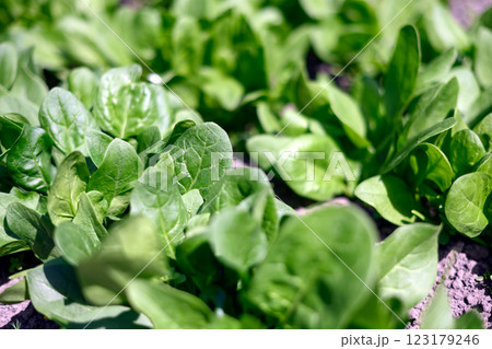 Healthy green spinach in an organic garden bed Healthy green spinach in an organic garden bed 123179246