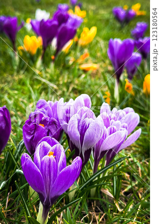 Multicolored crocuses in the spring garden. Saffron flowers. 123180564