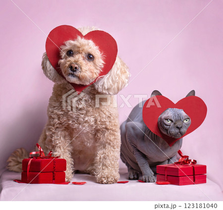 Mini-poodle and sphinx cat posing with gift boxes.  123181040