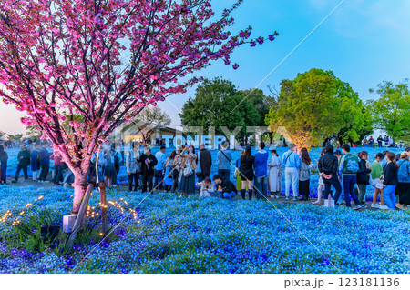 東京 足立区 舎人公園 ネモフィラ花壇の夕景 東京 足立区 舎人公園 ネモフィラ花壇の夕景 123181136