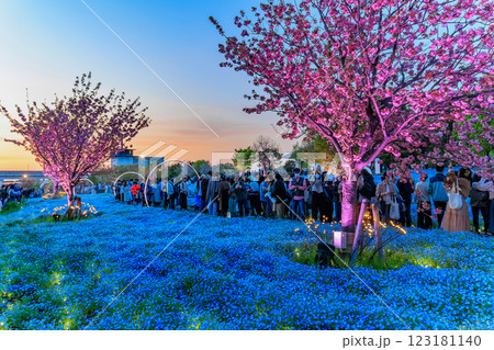 東京 足立区 舎人公園 ネモフィラ花壇の夕景 東京 足立区 舎人公園 ネモフィラ花壇の夕景 123181140