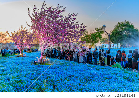東京　足立区　舎人公園　ネモフィラ花壇の夕景 123181141