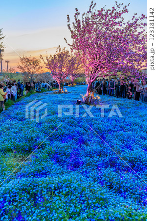東京　足立区　舎人公園　ネモフィラ花壇の夕景 123181142