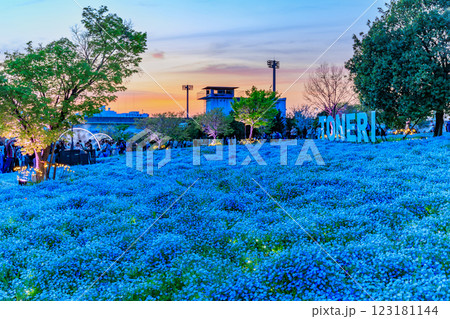 東京　足立区　舎人公園　ネモフィラ花壇の夕景 123181144