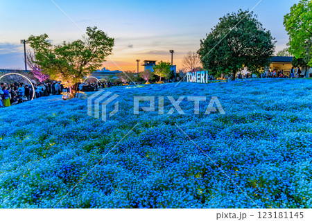 東京　足立区　舎人公園　ネモフィラ花壇の夕景 123181145
