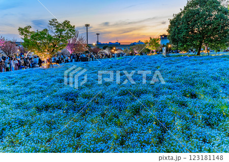 東京　足立区　舎人公園　ネモフィラ花壇の夕景 123181148