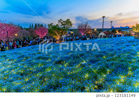 東京 足立区 舎人公園 ネモフィラ花壇の夕景 東京 足立区 舎人公園 ネモフィラ花壇の夕景 123181149