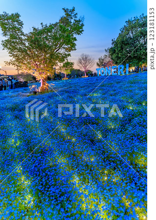 東京 足立区 舎人公園 ネモフィラ花壇の夕景 東京 足立区 舎人公園 ネモフィラ花壇の夕景 123181153