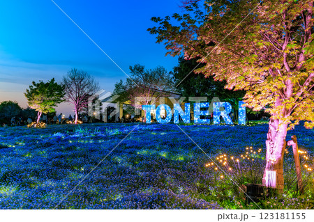 東京　足立区　舎人公園　ネモフィラ花壇の夕景 123181155