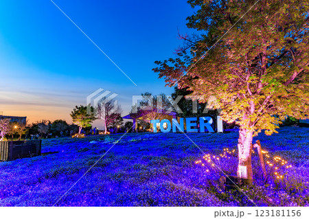 東京　足立区　舎人公園　ネモフィラ花壇の夕景 123181156