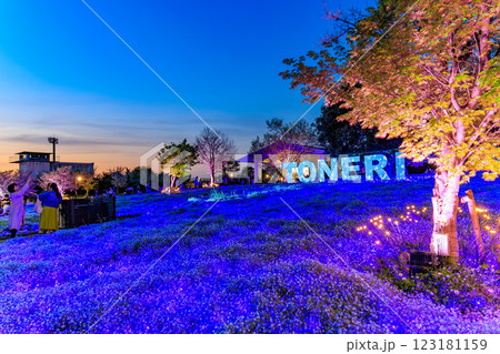 東京 足立区 舎人公園 ネモフィラ花壇の夕景 東京 足立区 舎人公園 ネモフィラ花壇の夕景 123181159