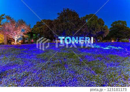 東京 足立区 舎人公園 ネモフィラ花壇の夜景 東京 足立区 舎人公園 ネモフィラ花壇の夜景 123181173