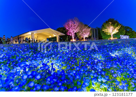 東京　足立区　舎人公園　ネモフィラ花壇の夜景 123181177