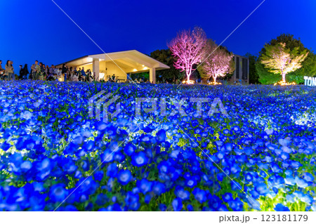東京　足立区　舎人公園　ネモフィラ花壇の夜景 123181179