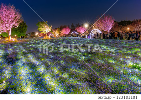東京 足立区 舎人公園 ネモフィラ花壇の夜景 東京 足立区 舎人公園 ネモフィラ花壇の夜景 123181181